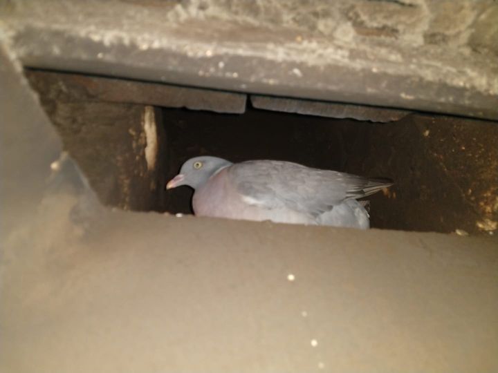 Live pigeon in chimney